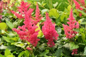 Astilbe arendsii ´Astary Rose´